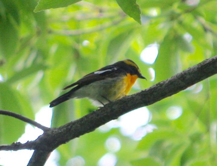 Photo of Narcissus Flycatcher at 青梅市