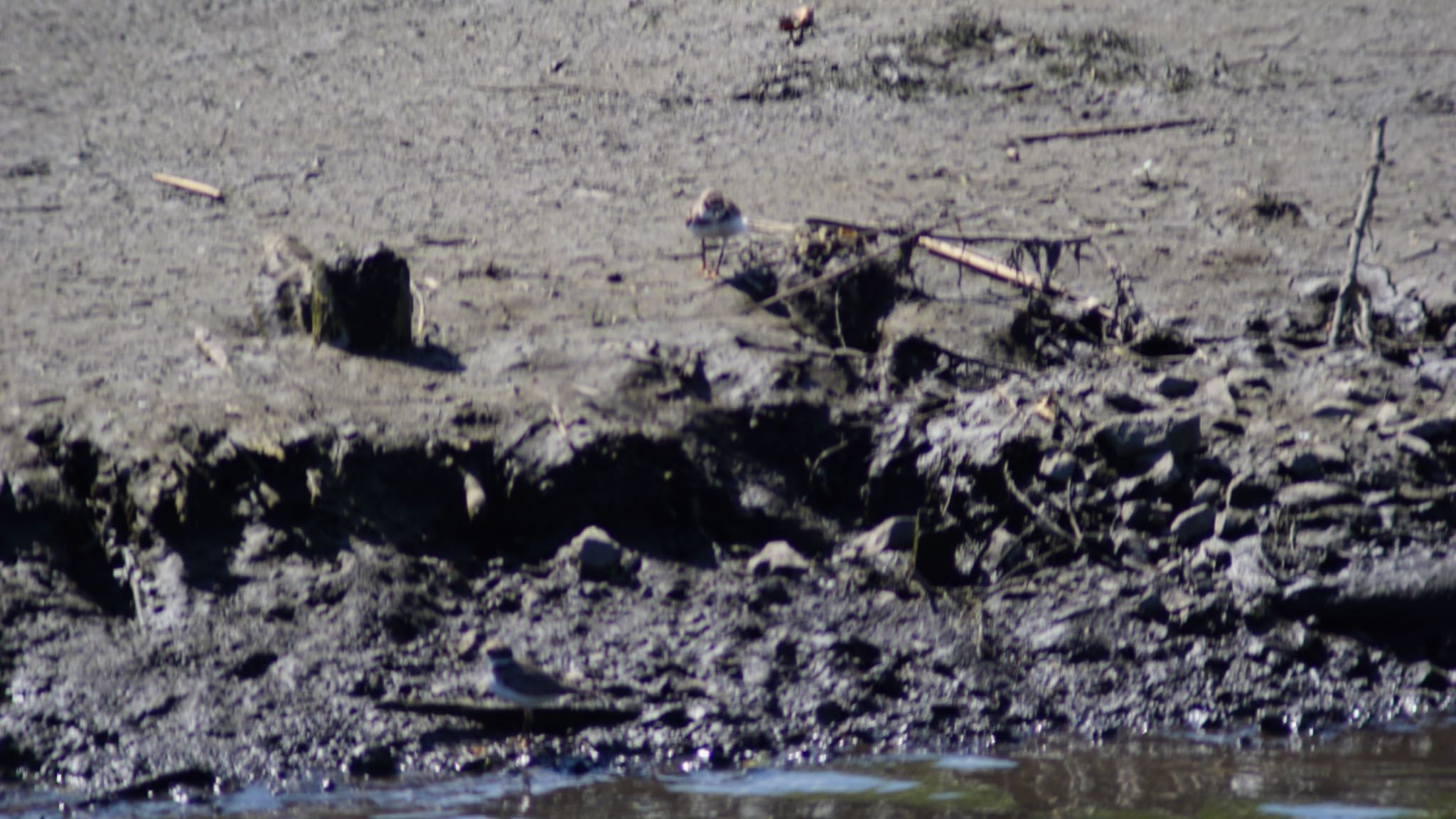 芝川第一調節池(芝川貯水池) コチドリの写真