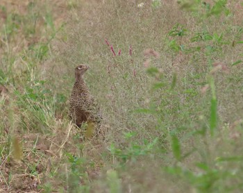 2020年8月30日(日) 野辺山の野鳥観察記録