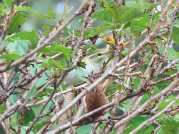 Sakhalin Leaf Warbler ふれあい牧場高原ハウス Sat, 8/29/2020