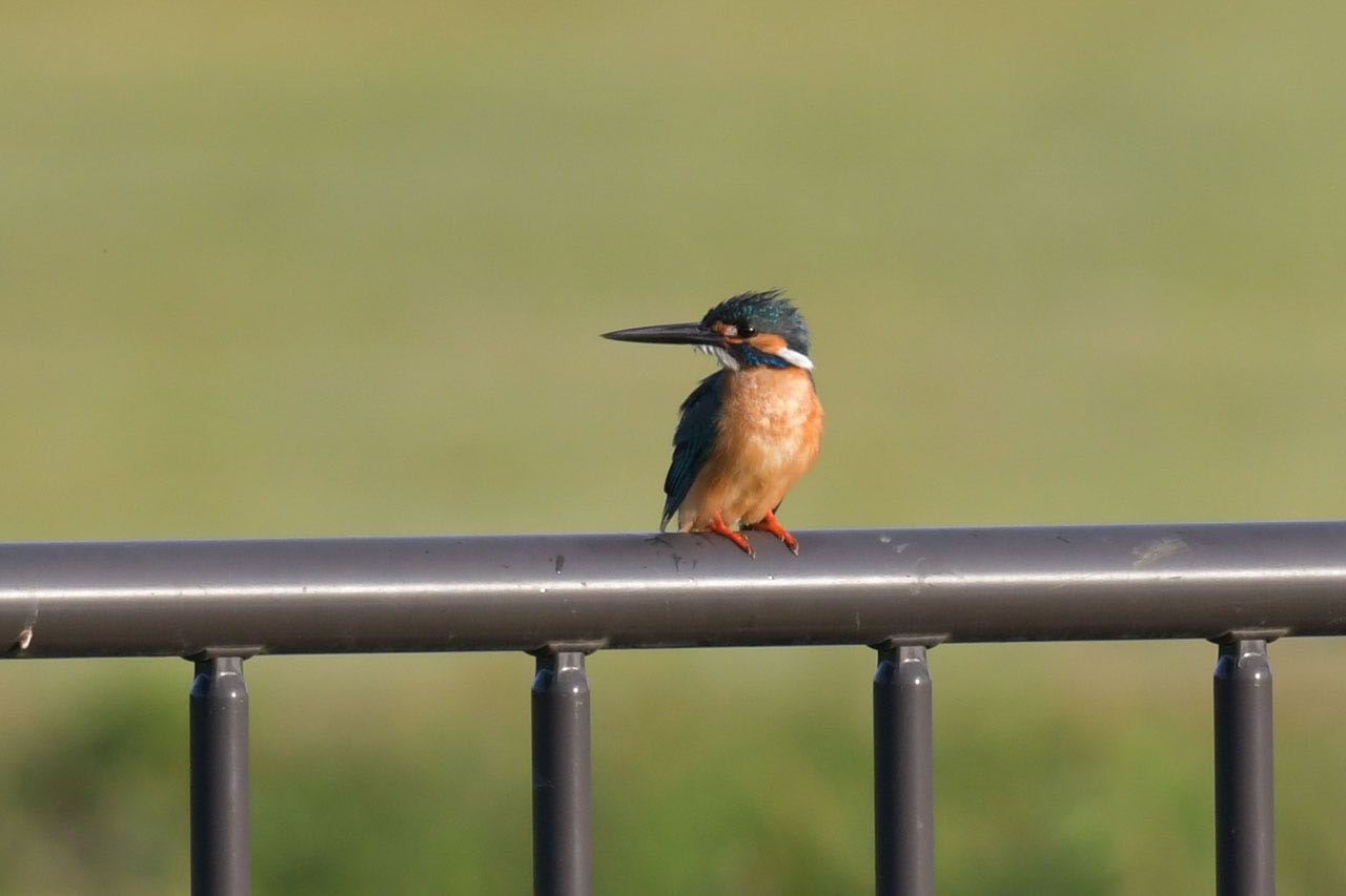 Photo of Common Kingfisher at 神奈川県 綾瀬市