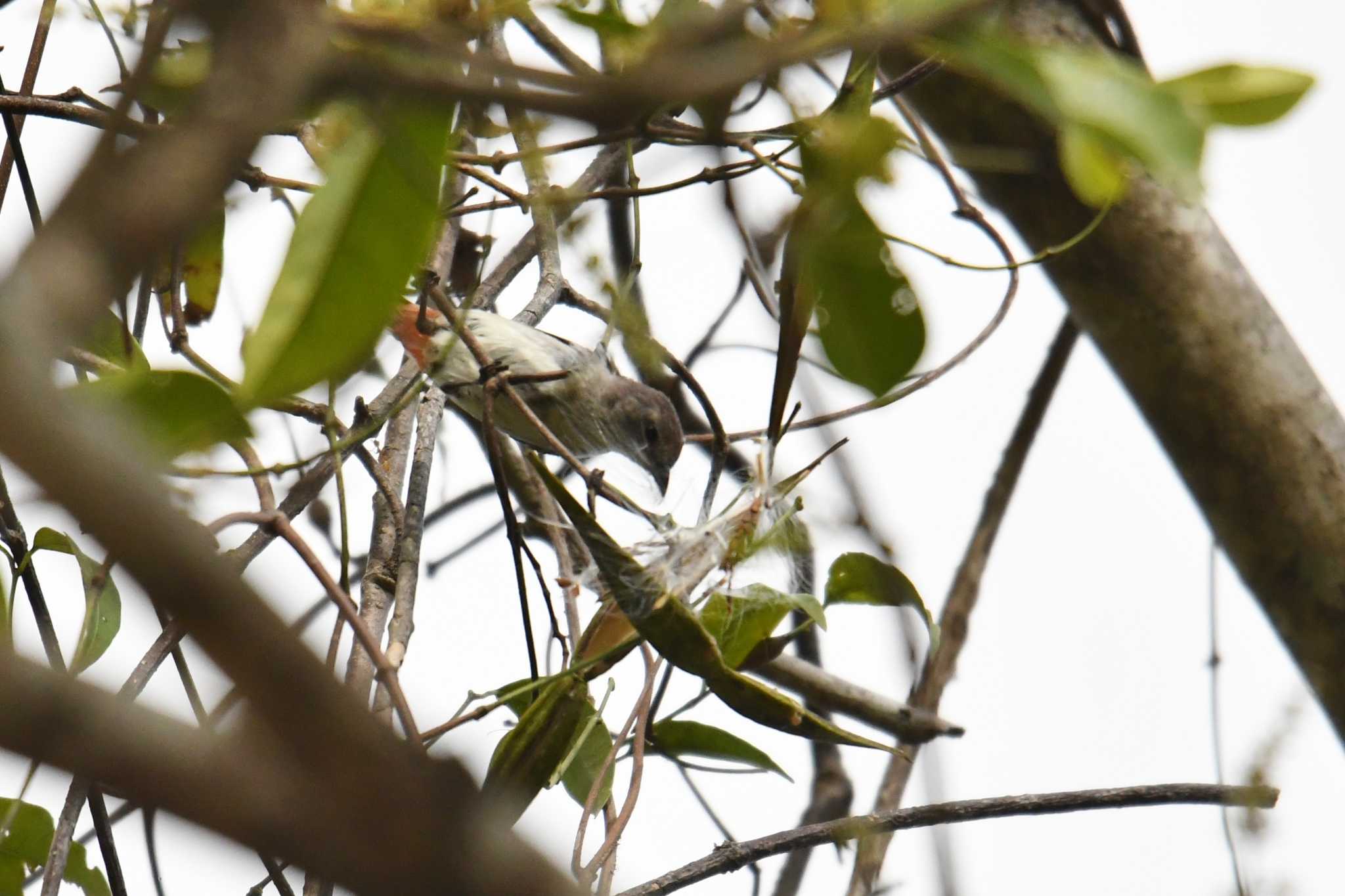 Mistletoebird