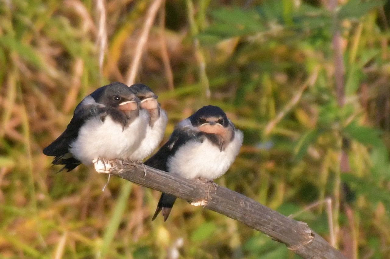 Photo of Barn Swallow at 神奈川県 綾瀬市