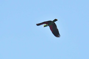 オオハナインコ アイアンレンジ国立公園 2019年10月18日(金)