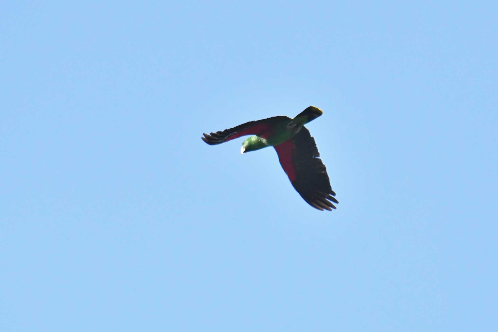 アイアンレンジ国立公園 オオハナインコの写真