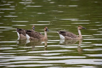 Sun, 8/30/2020 Birding report at Oikeshinsui Park