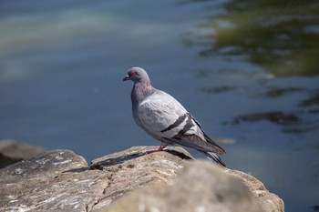 カワラバト 大池親水公園 2020年8月30日(日)