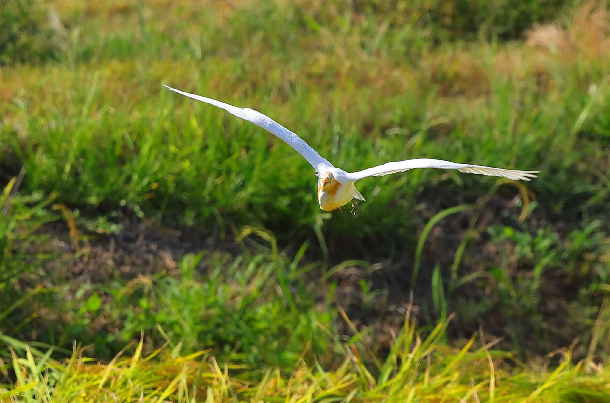 愛知県 アマサギの写真 by ma-★kun