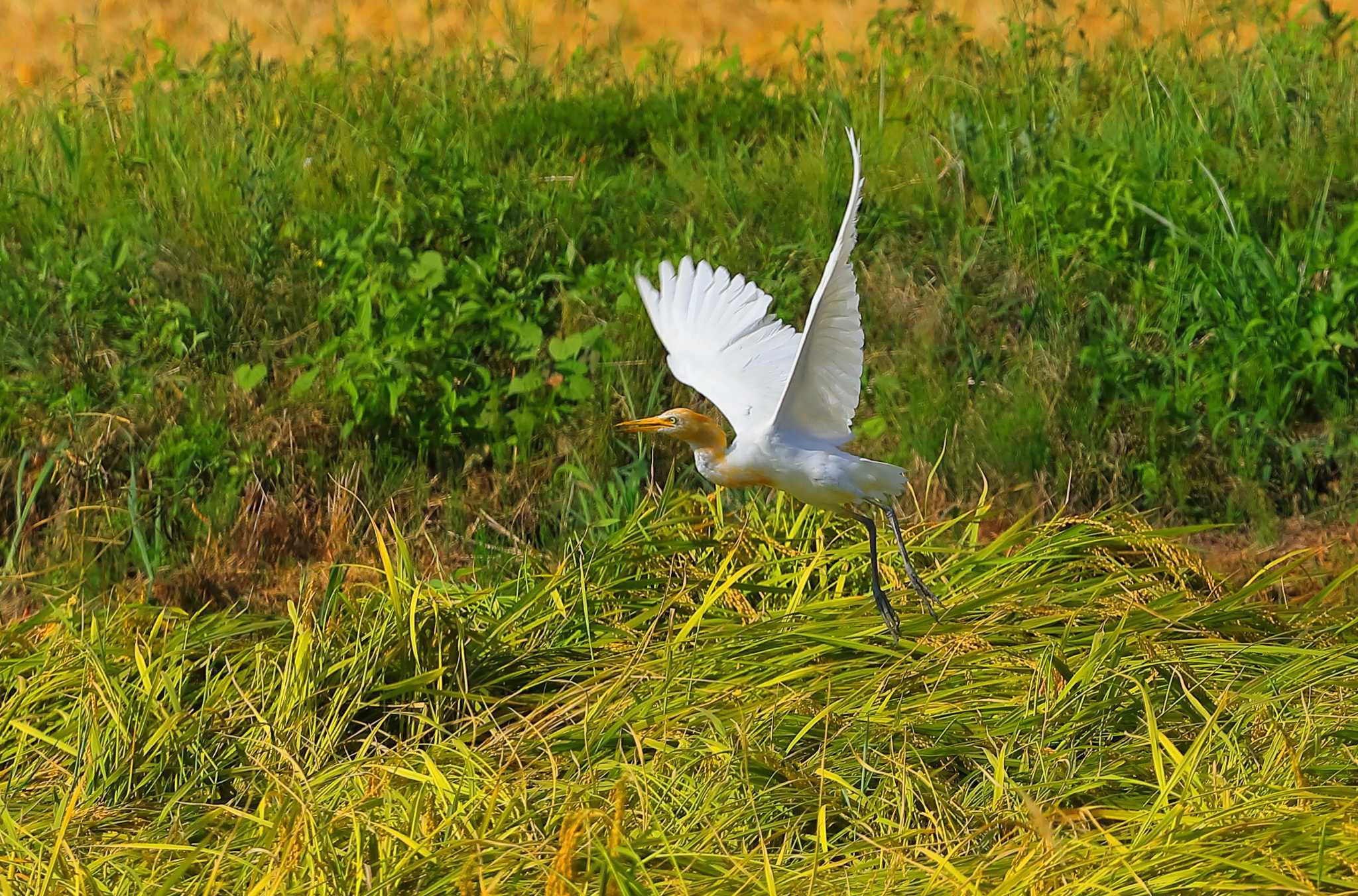 愛知県 アマサギの写真 by ma-★kun