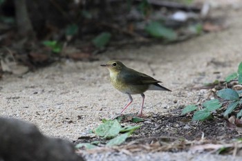 2020年8月30日(日) 大阪城公園の野鳥観察記録