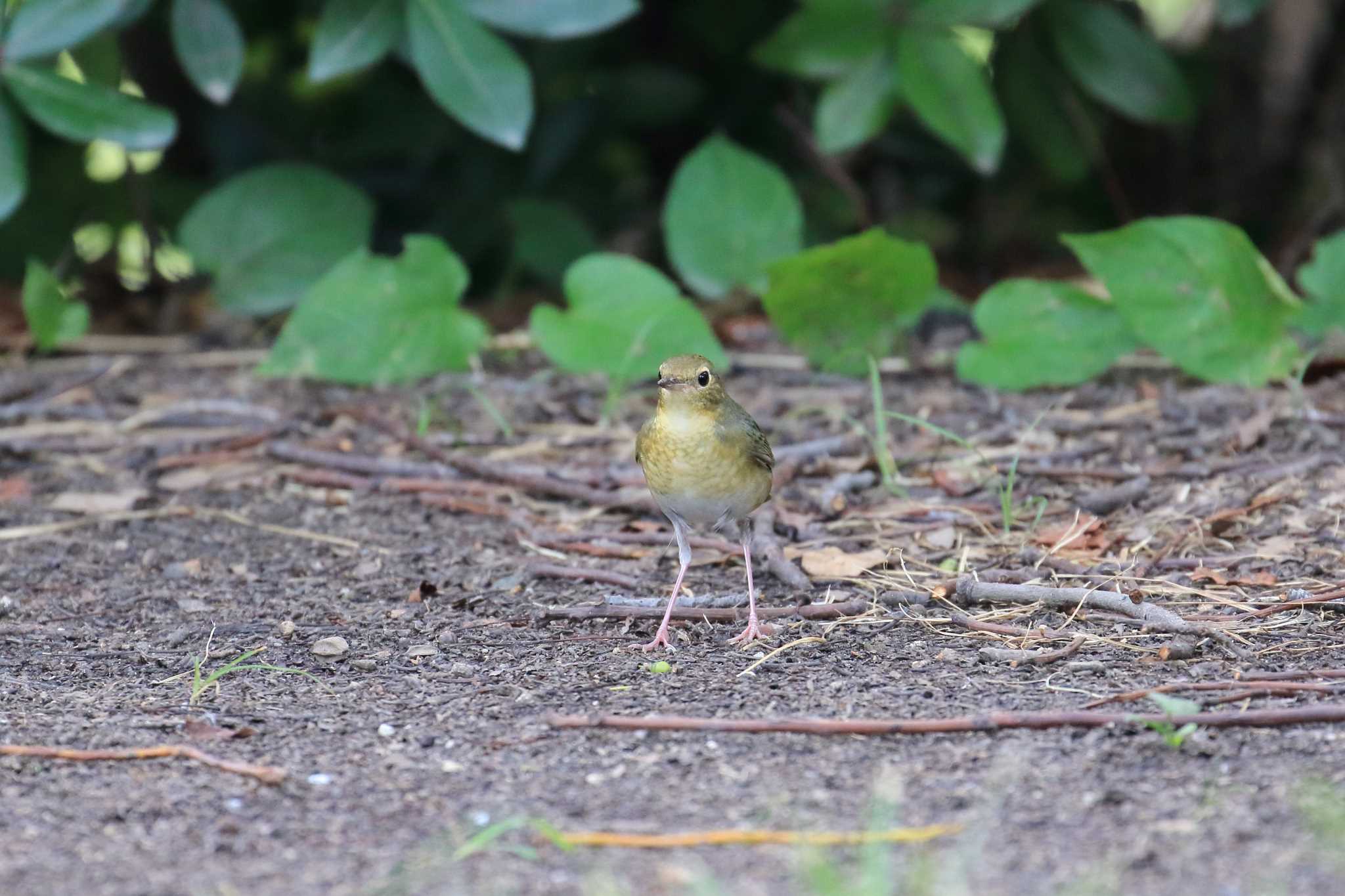 大阪城公園 コルリの写真