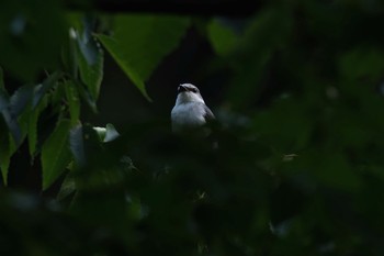 サンショウクイ 新潟県 2016年6月6日(月)