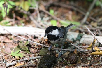 Sat, 6/4/2016 Birding report at 文学の森