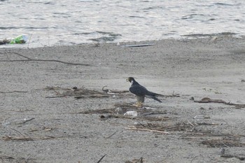 Peregrine Falcon 堺浜 Sun, 8/30/2020