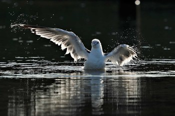 Common Gull 明石市魚住町　瀬戸川河口 Sat, 8/29/2020