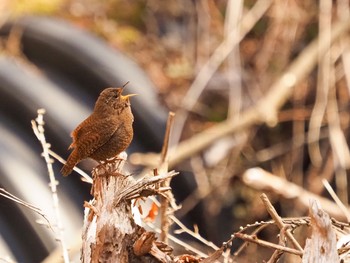 Eurasian Wren Karuizawa wild bird forest Fri, 5/1/2020