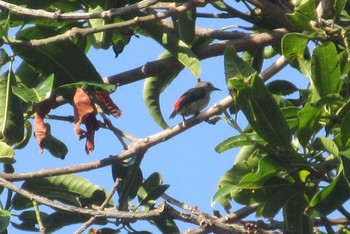 Scarlet-backed Flowerpecker Pattaya Mon, 8/31/2020