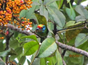 Black-browed Barbet