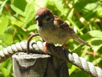 Eurasian Tree Sparrow 豊平公園(札幌市) Sat, 7/18/2020