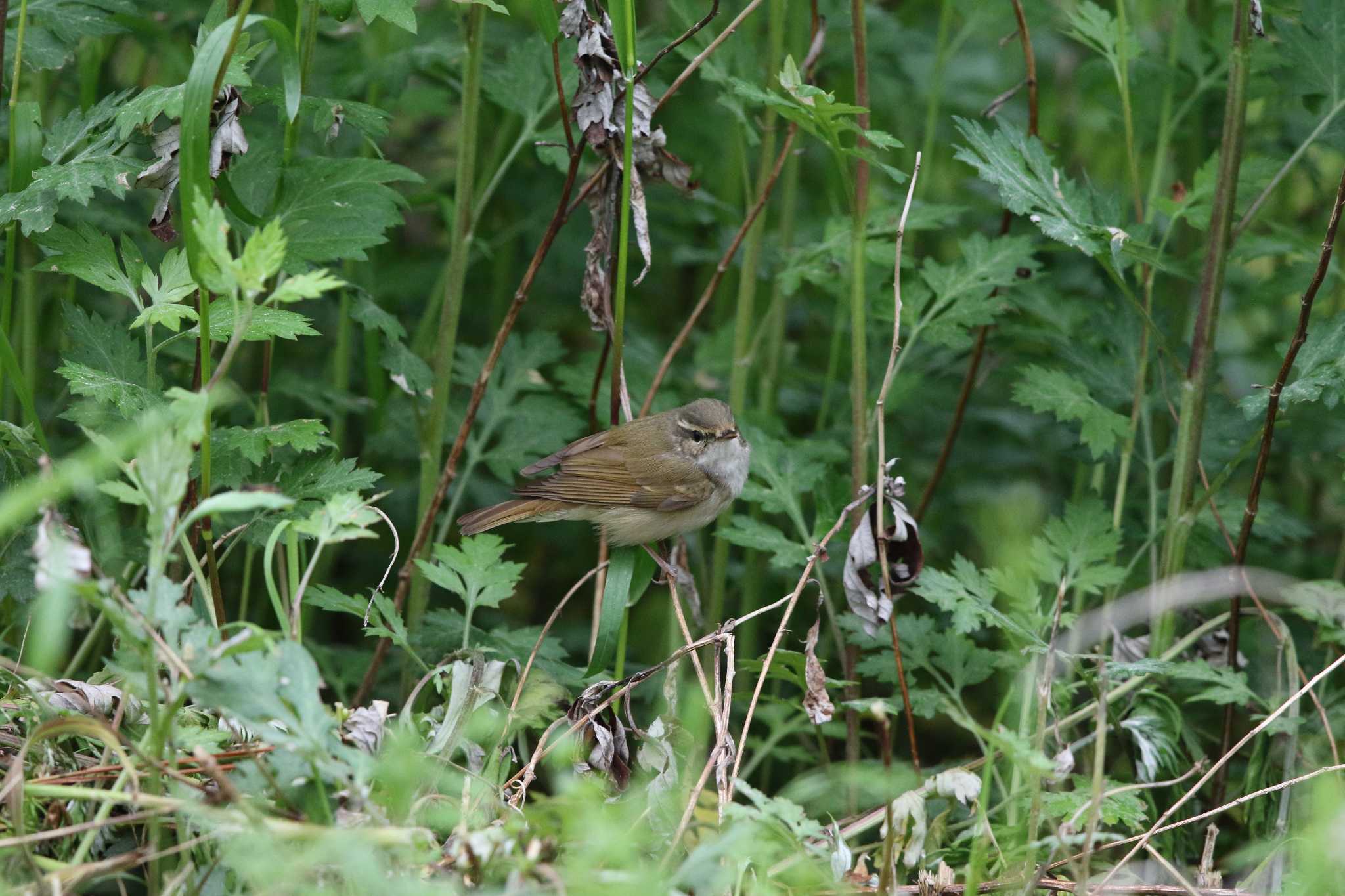 Photo of Sakhalin Leaf Warbler at Hegura Island by Trio