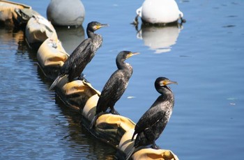 Japanese Cormorant 横浜市 Wed, 6/8/2016