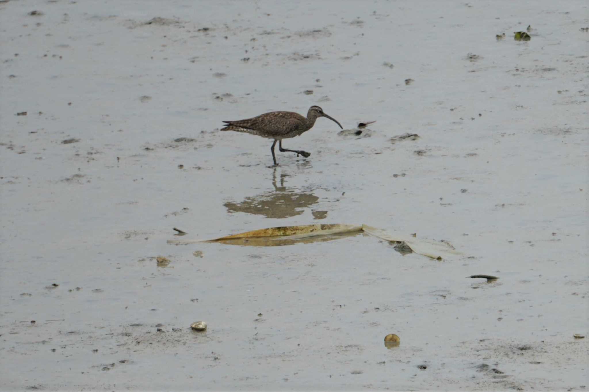 Eurasian Whimbrel