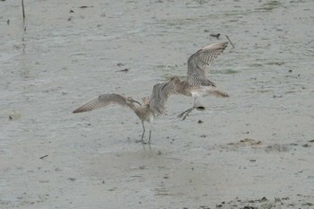 Tue, 8/25/2020 Birding report at 沖縄