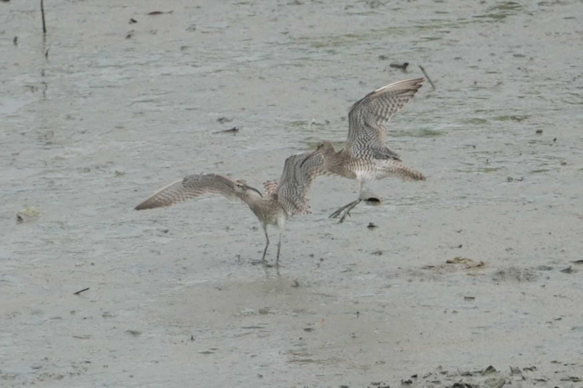 Eurasian Whimbrel