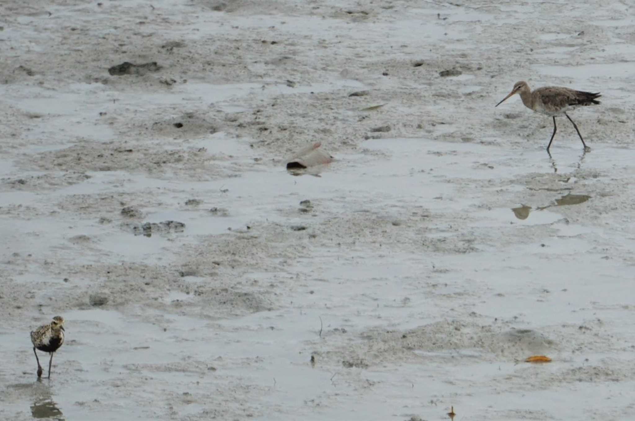 Black-tailed Godwit