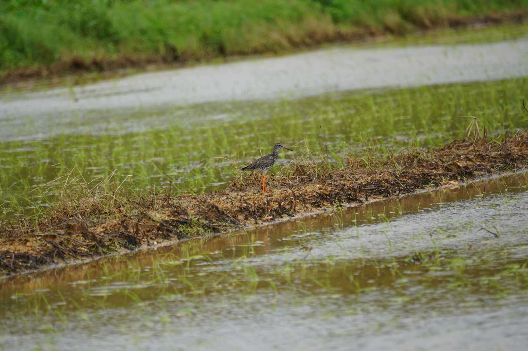 Spotted Redshank