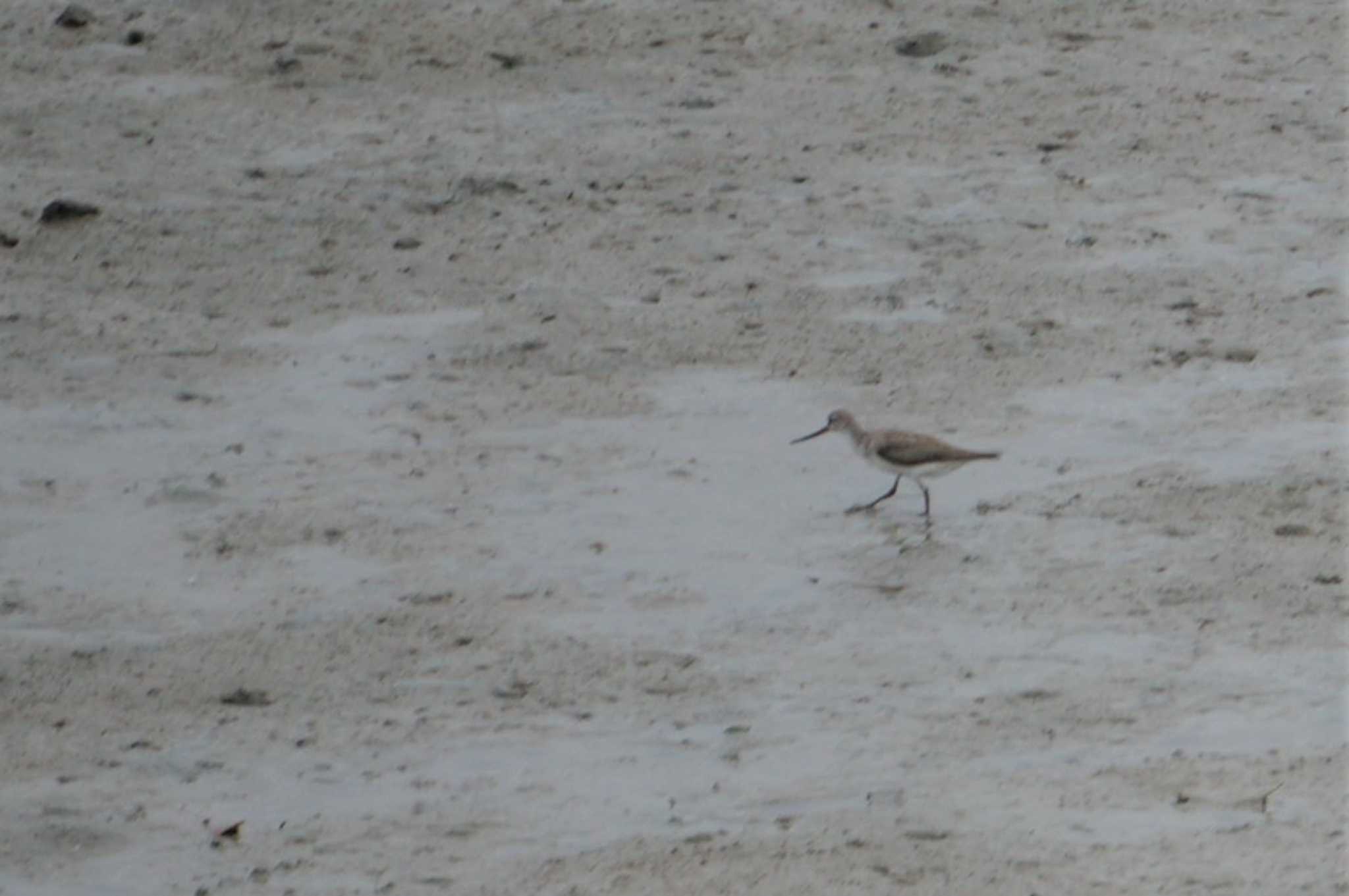 Terek Sandpiper