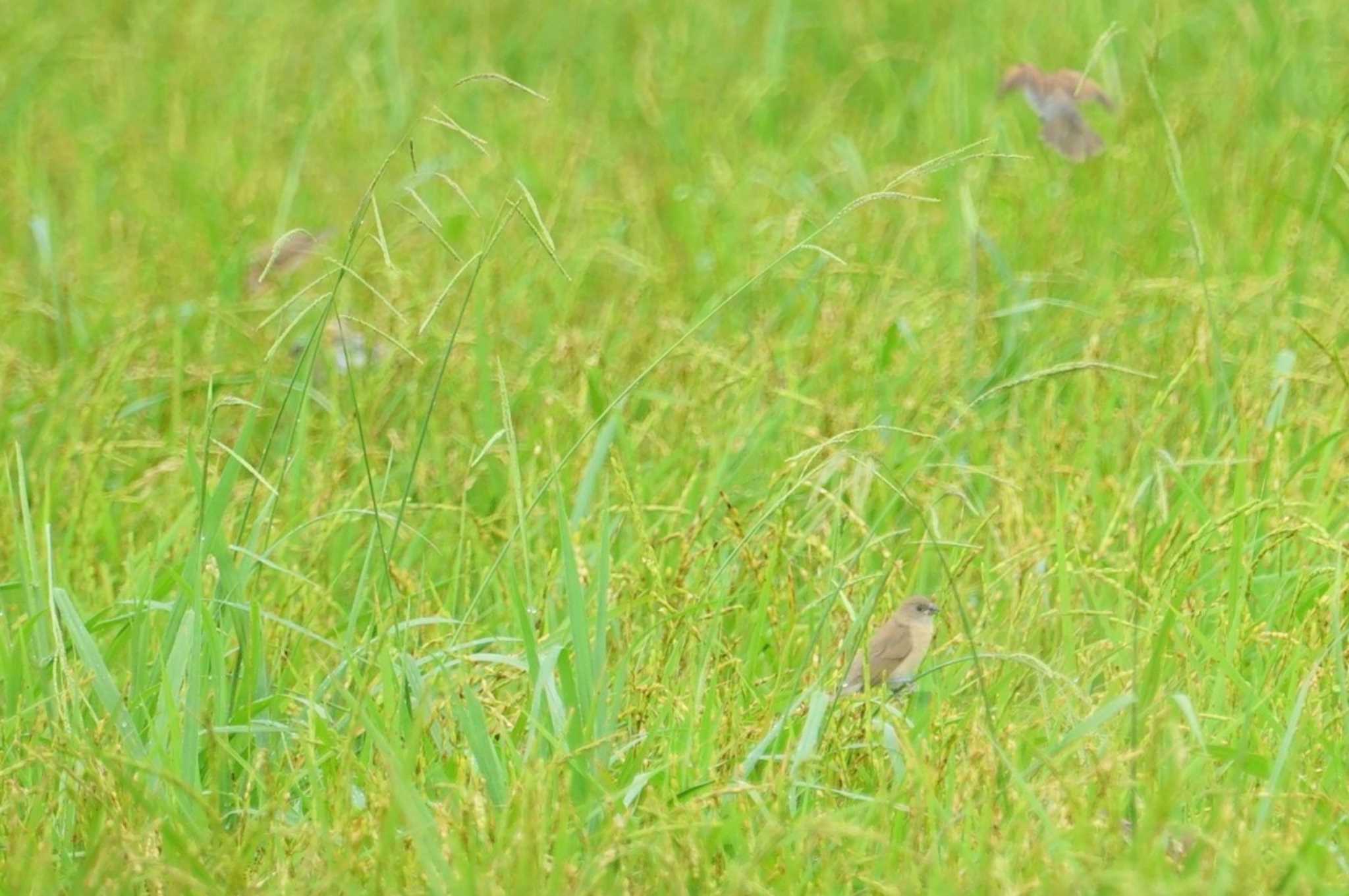 Scaly-breasted Munia