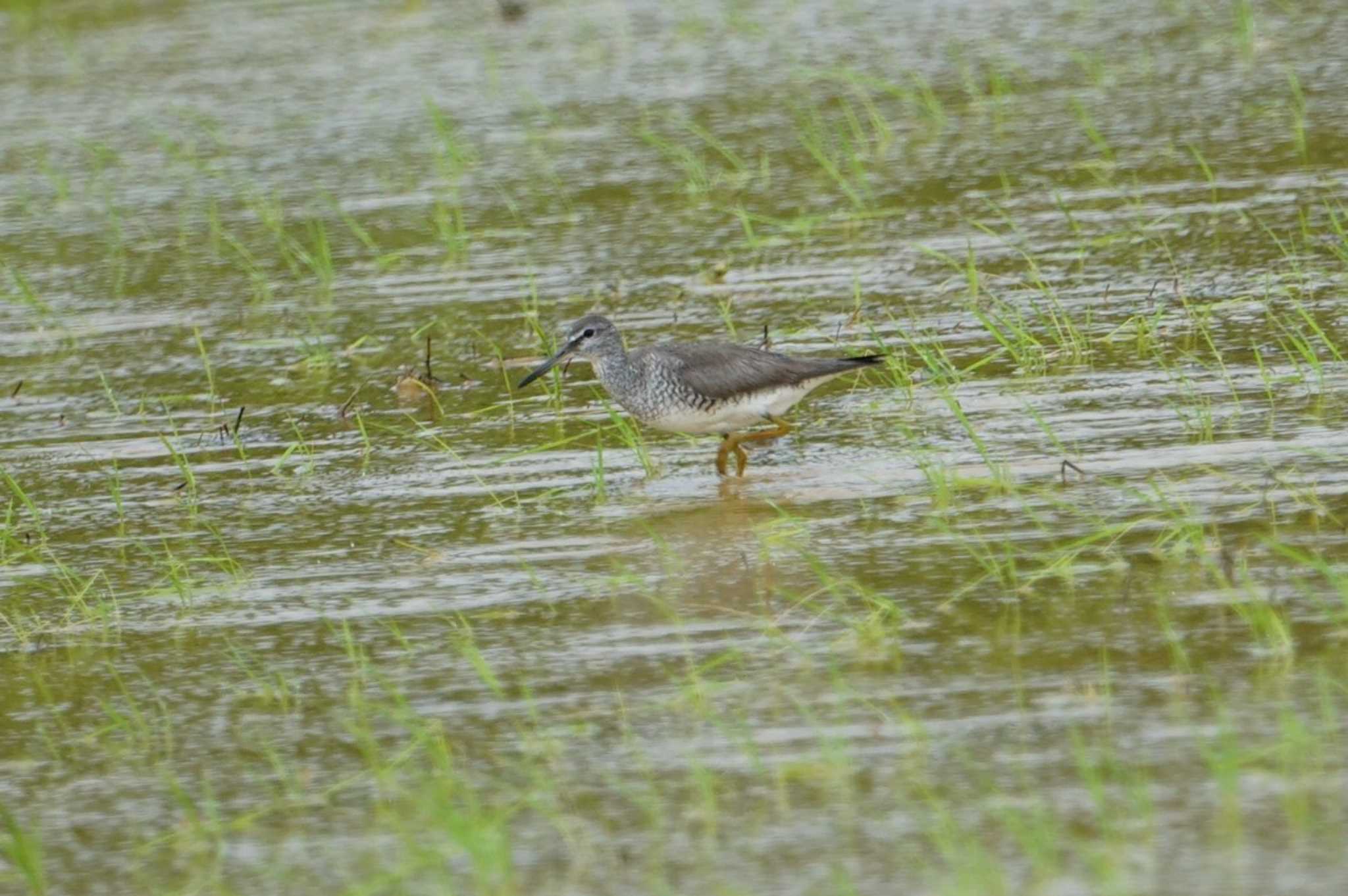 Grey-tailed Tattler