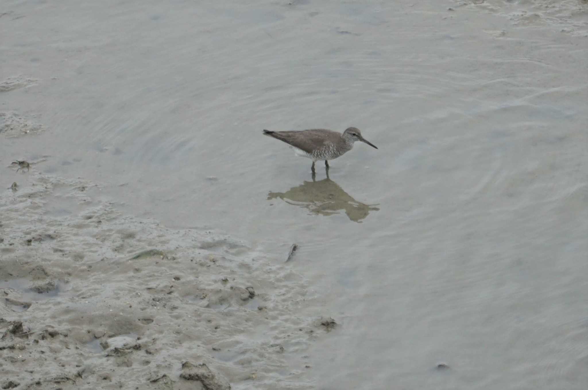 Grey-tailed Tattler