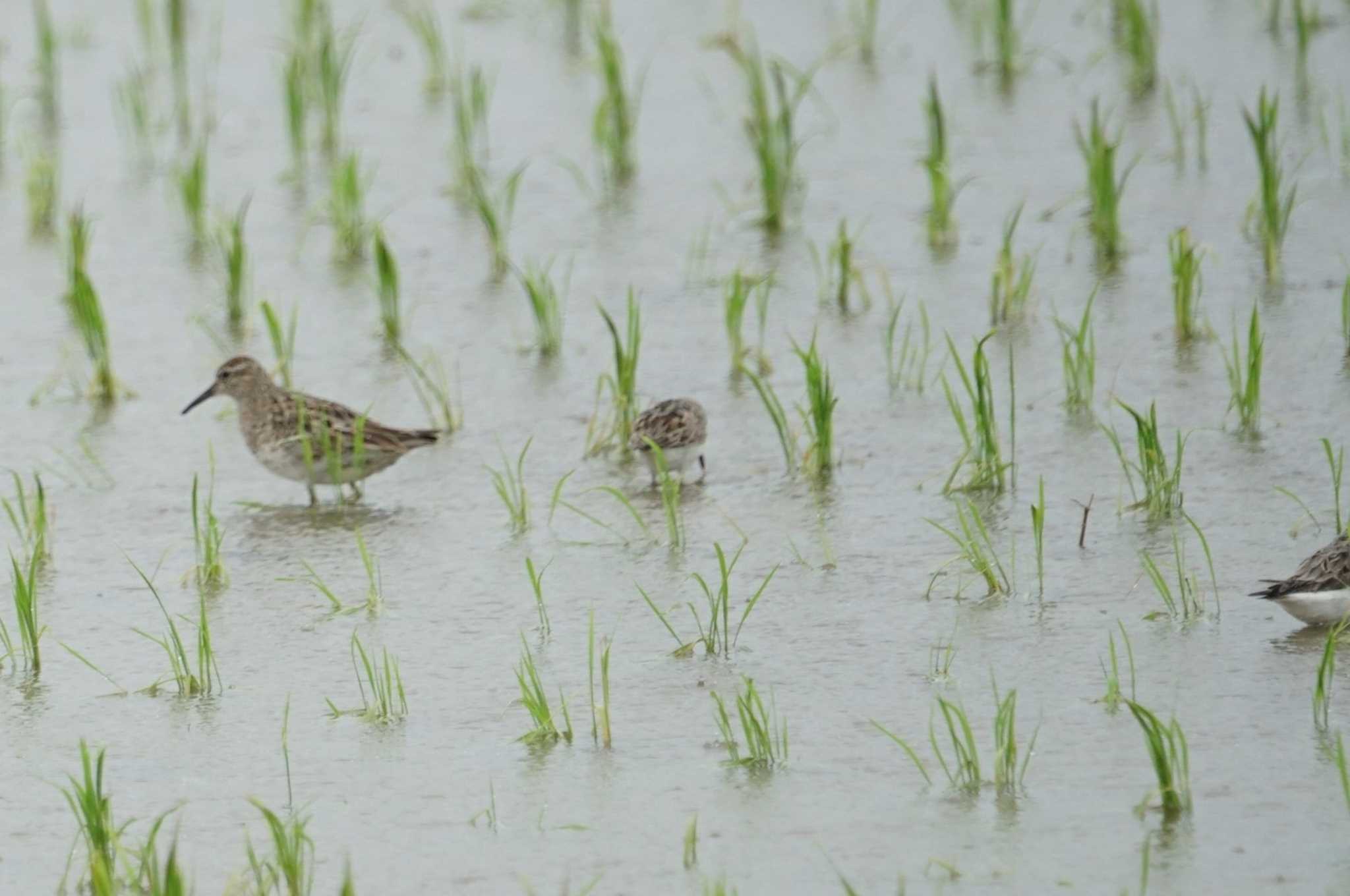 Sharp-tailed Sandpiper