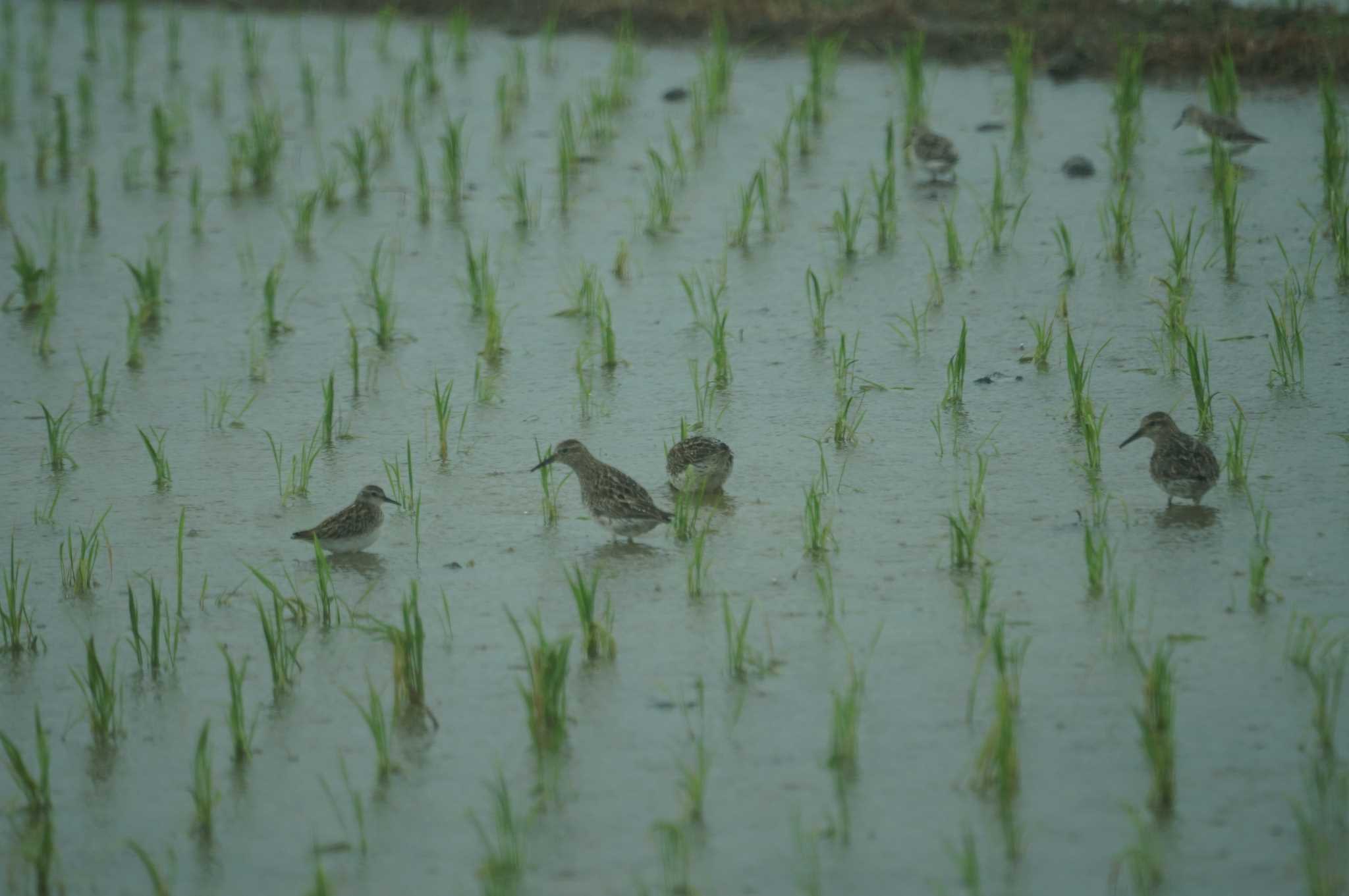 Sharp-tailed Sandpiper