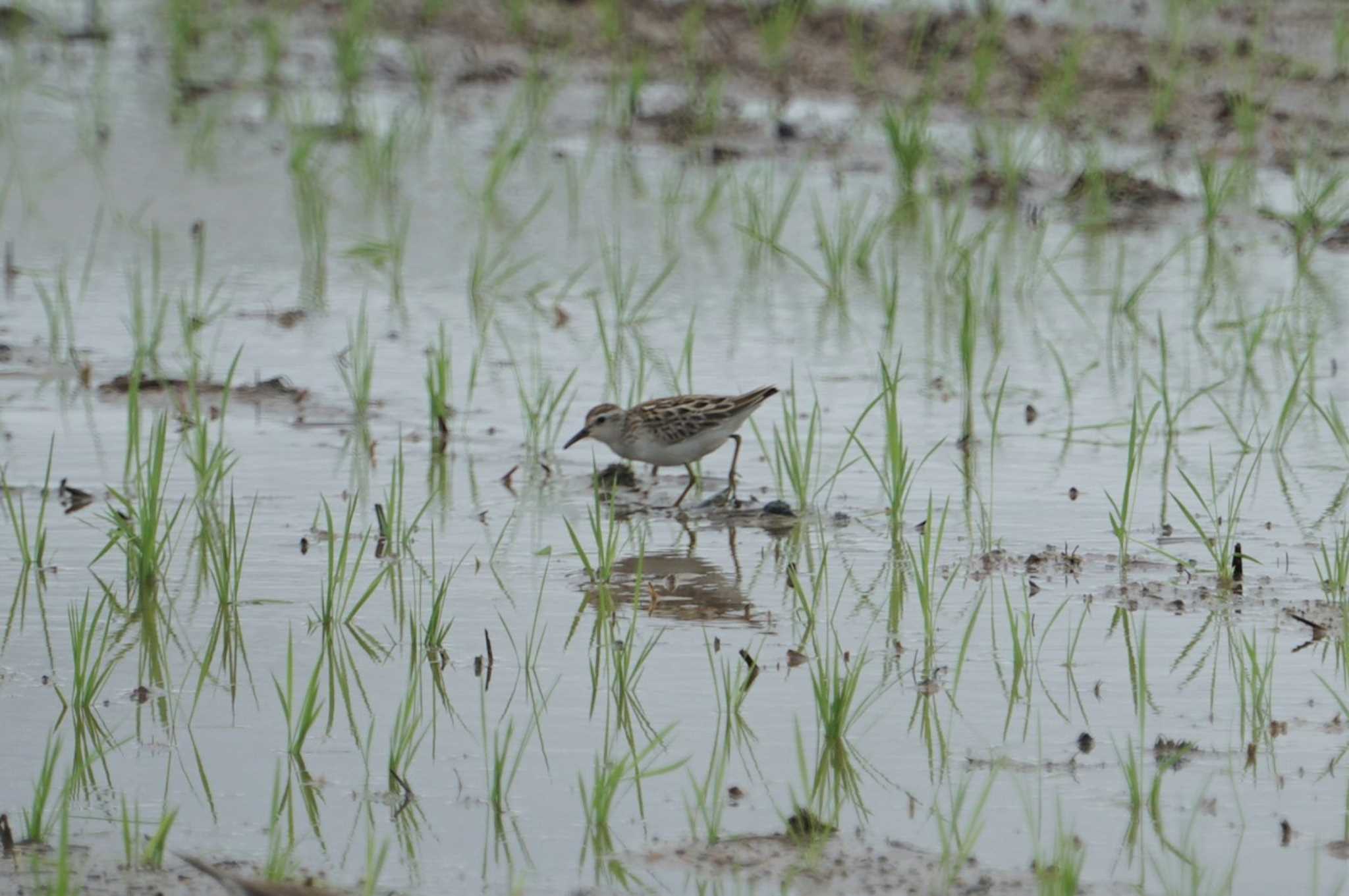 Photo of Sharp-tailed Sandpiper at 沖縄 by マル