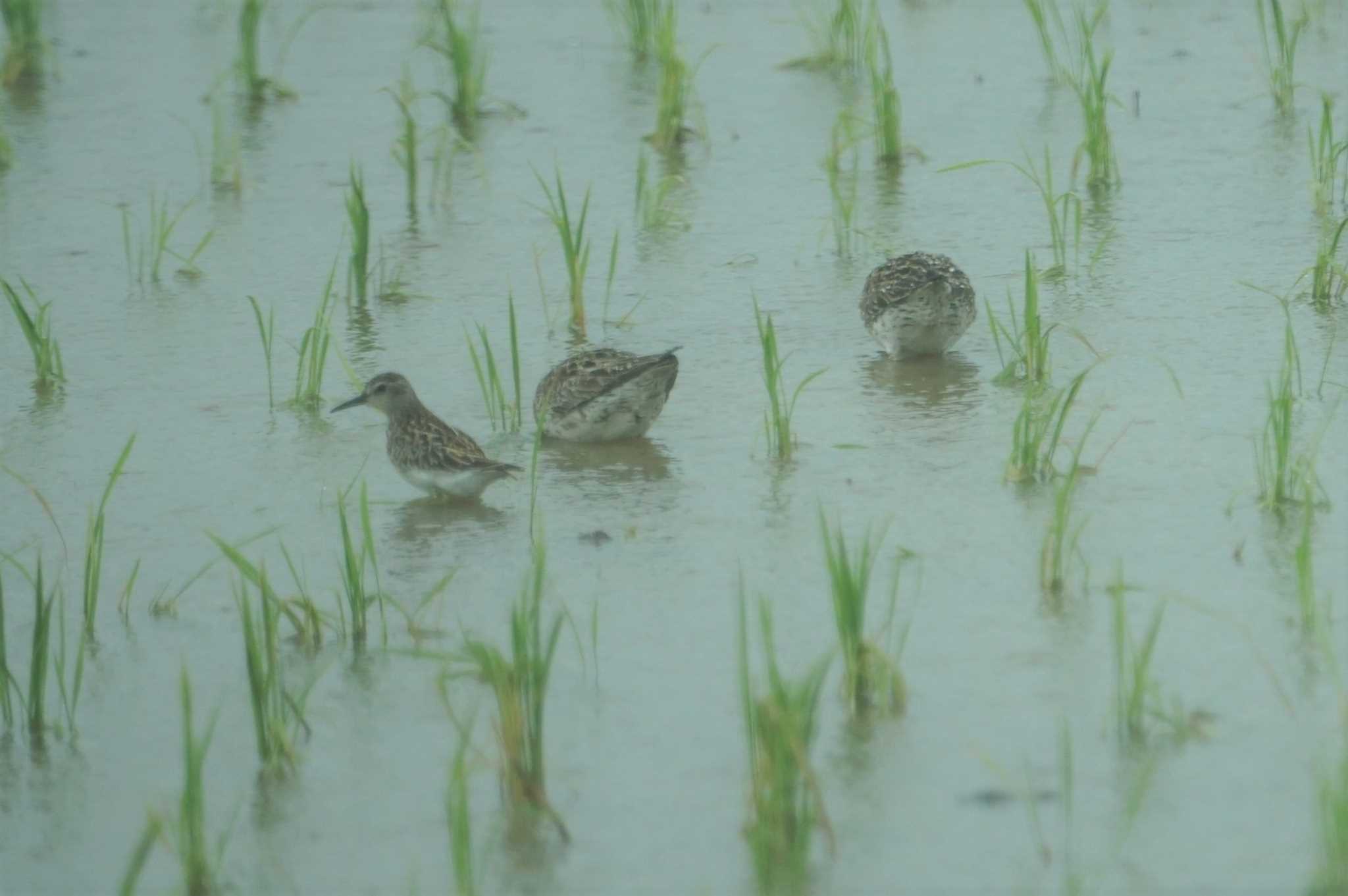 Red-necked Stint