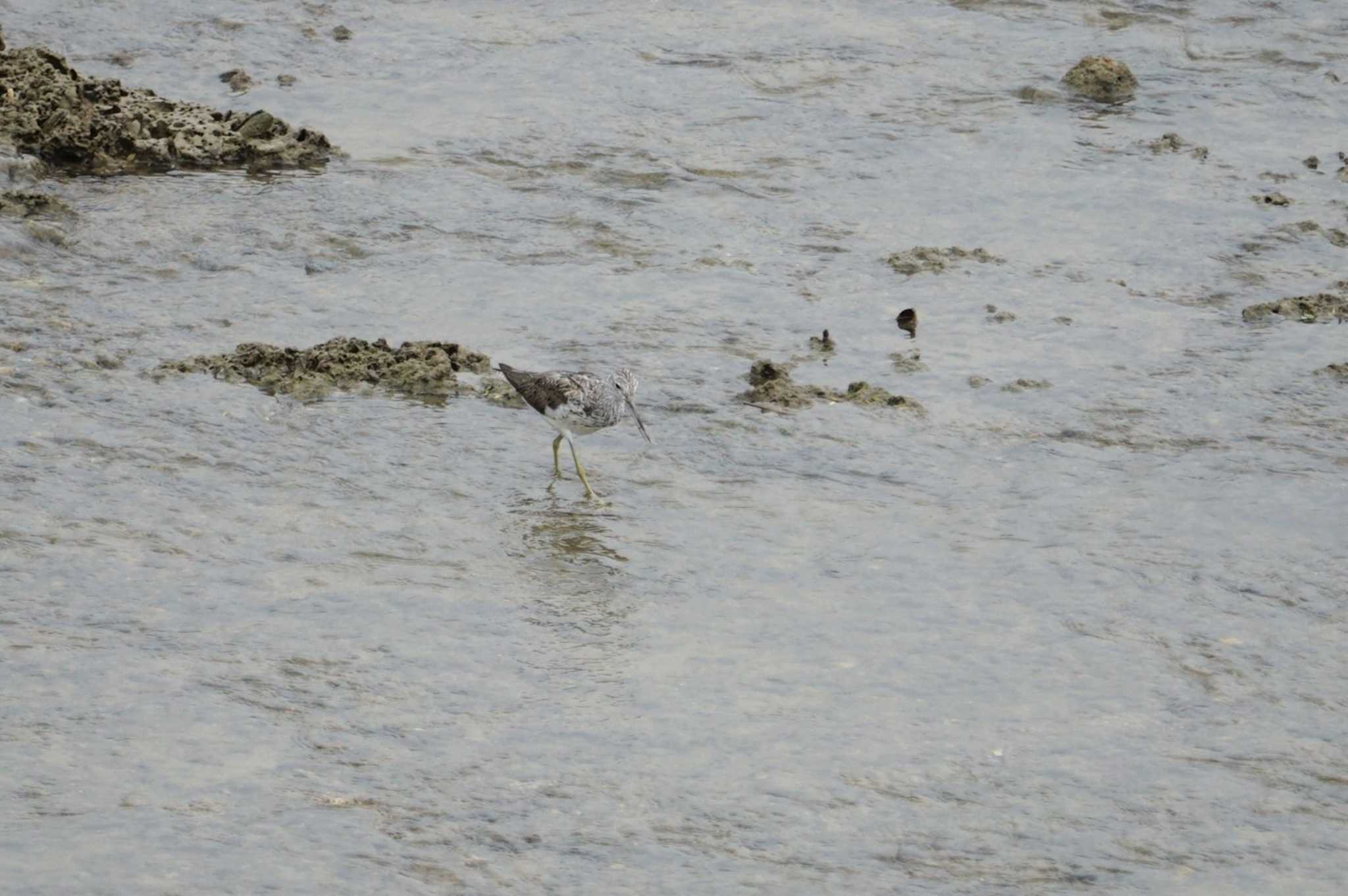 Common Greenshank