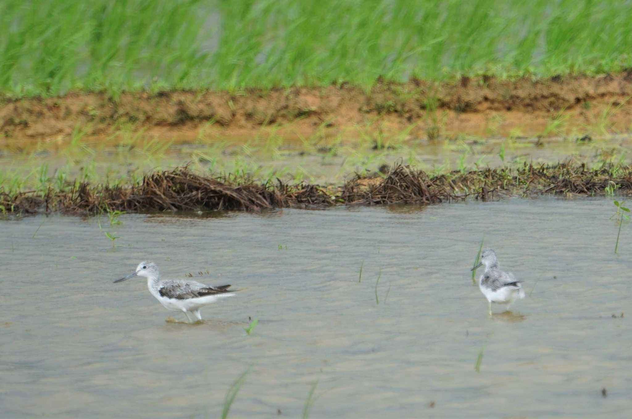 Common Greenshank