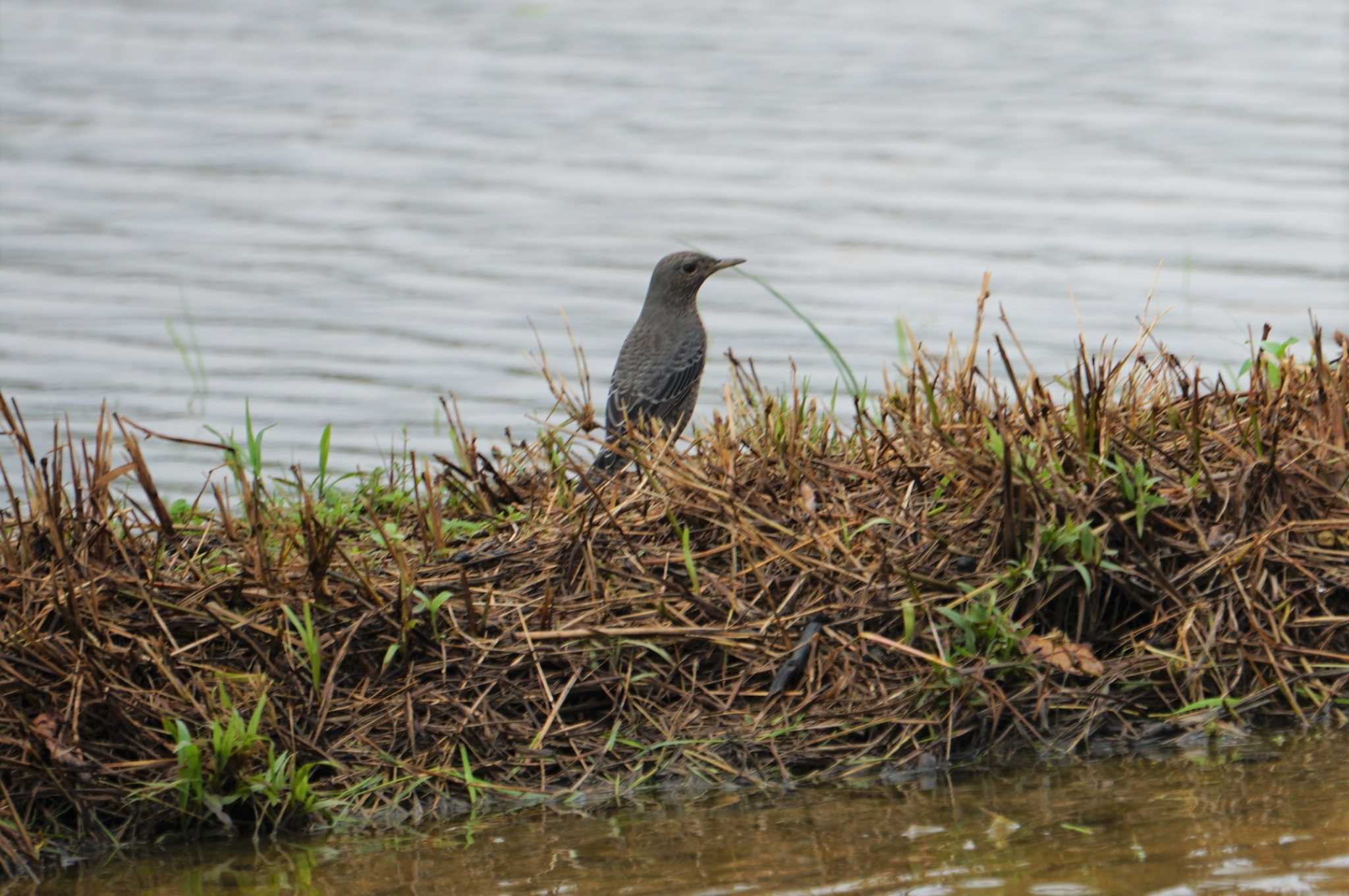 Photo of Blue Rock Thrush at 沖縄 by マル