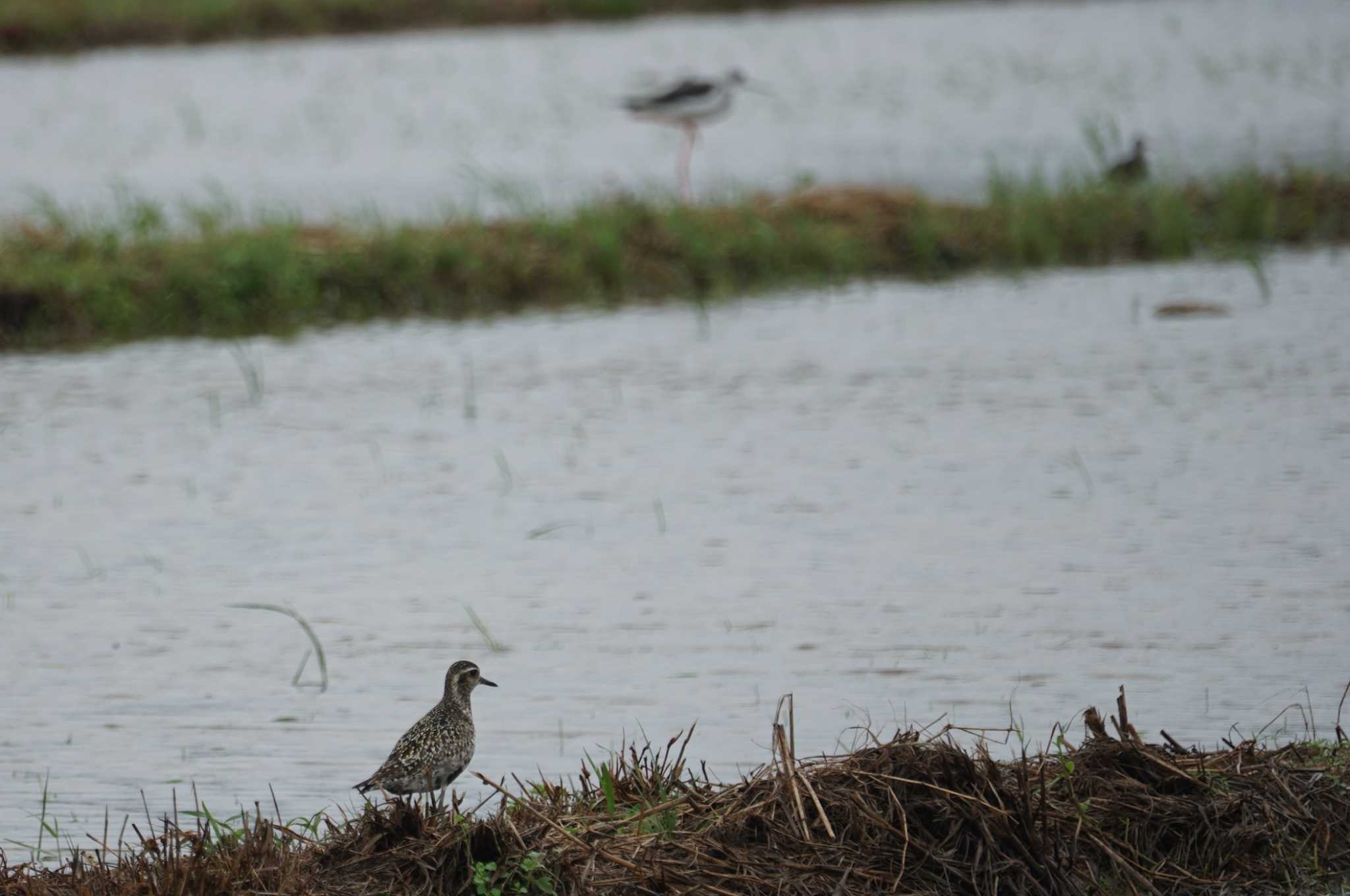 Pacific Golden Plover