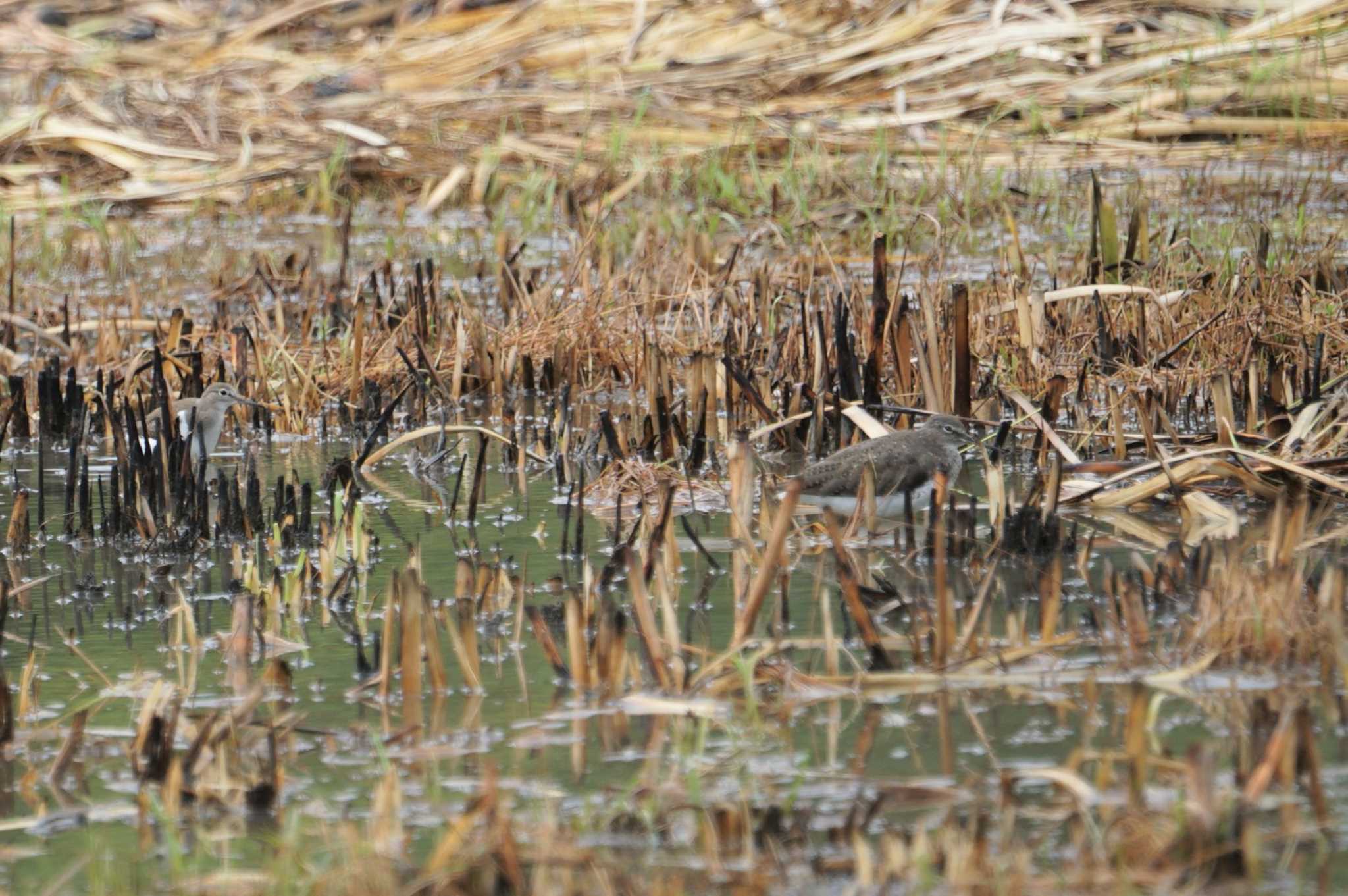 Photo of Green Sandpiper at 沖縄 by マル