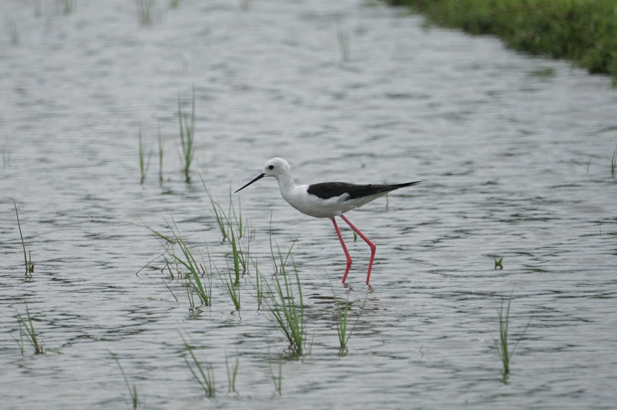 Black-winged Stilt