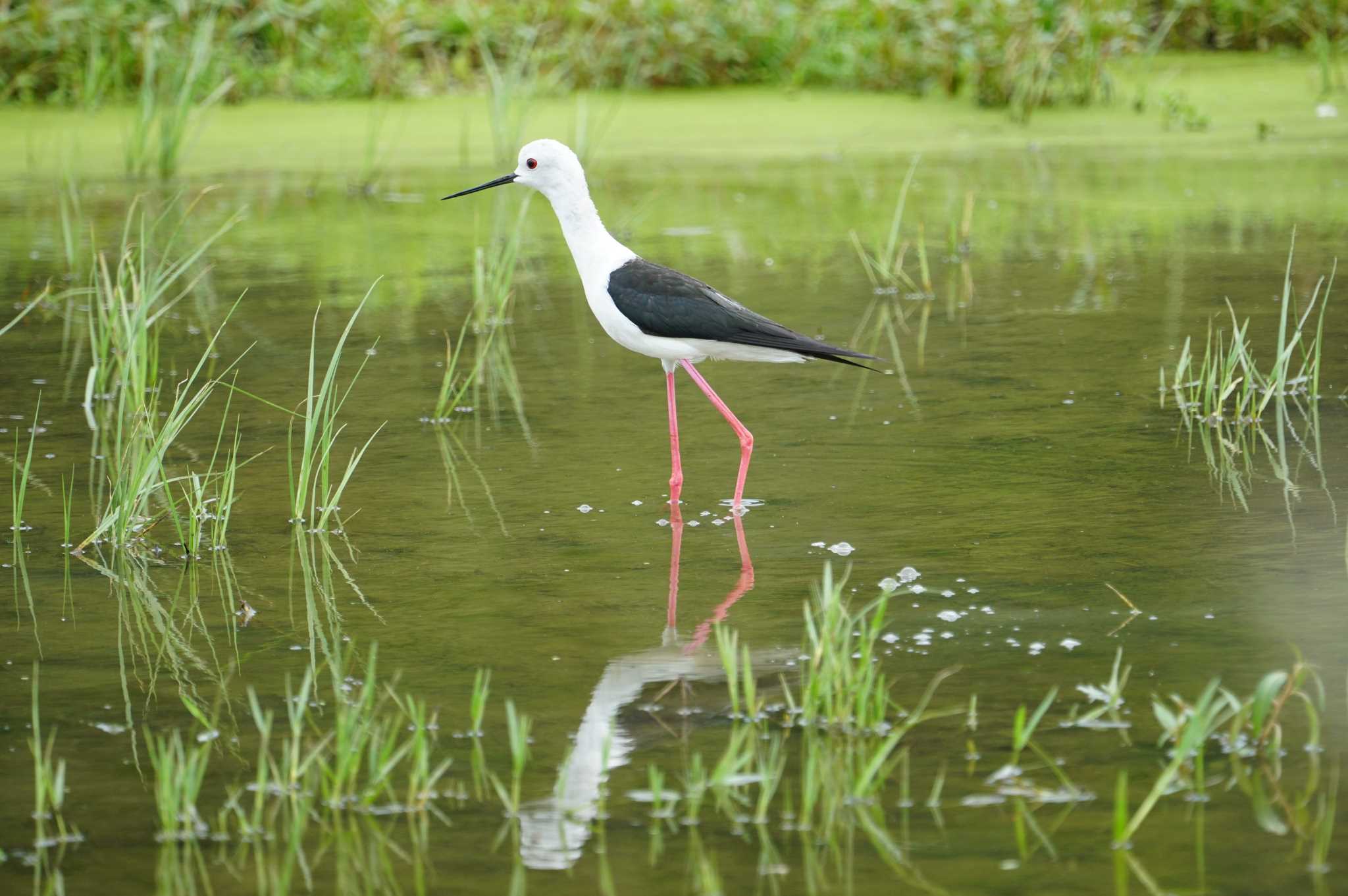 Black-winged Stilt