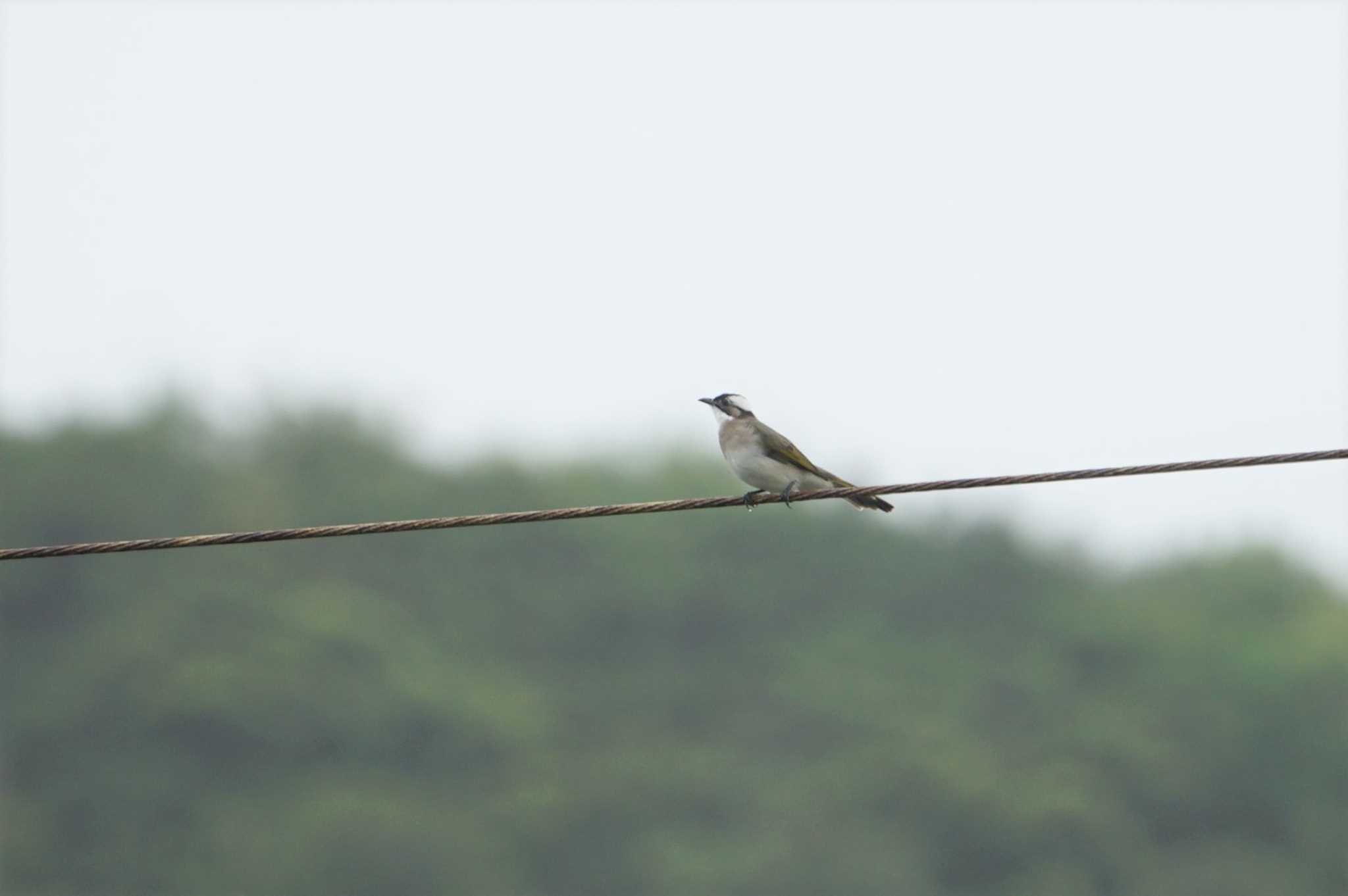 Light-vented Bulbul