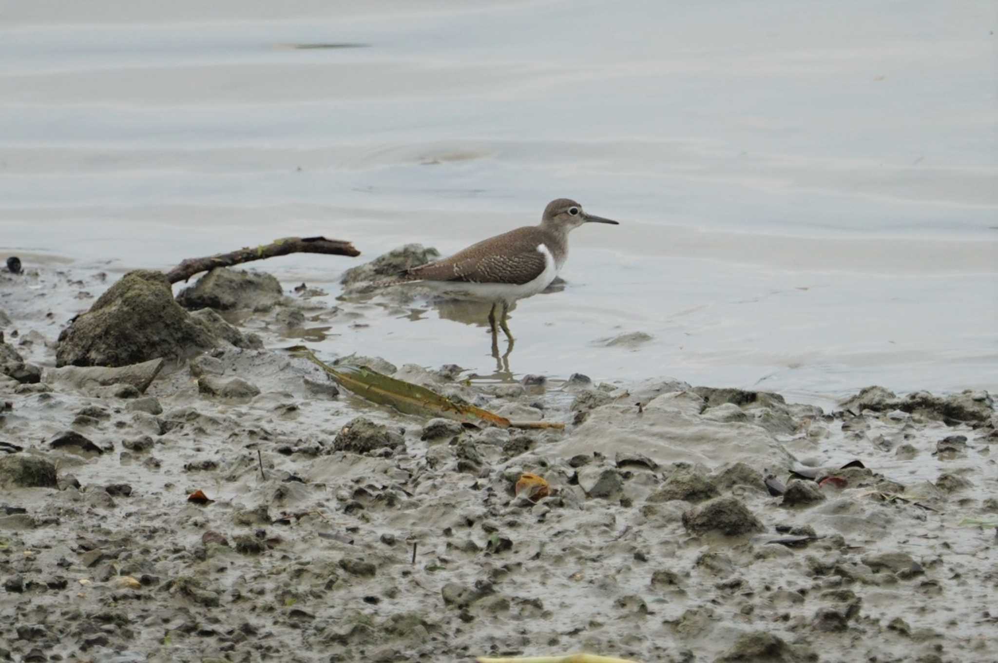 Common Sandpiper