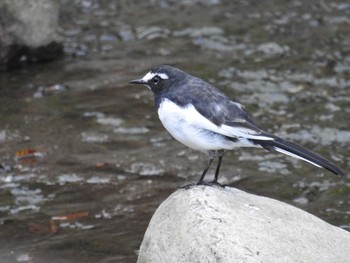 Japanese Wagtail 奥四万湖 Sat, 8/29/2020