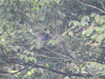 Eurasian Jay 奥四万湖 Sat, 8/29/2020