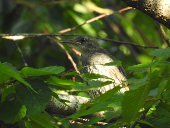 Brown-eared Bulbul 奥四万湖 Sat, 8/29/2020